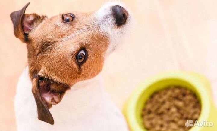 Корм для собак средних пород