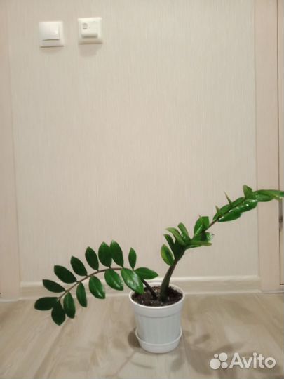 Замиокулькас