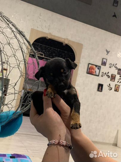 Щенки цвергпинчера смесь с пинчером