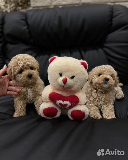 Мальтипу микро и мини тедди корея и китай