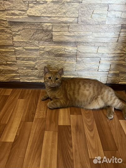 Котик в добрые руки