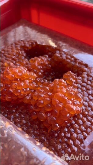 Икра Кижуча 2023г