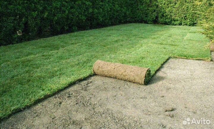 Рулонный газон, укладка, продажа