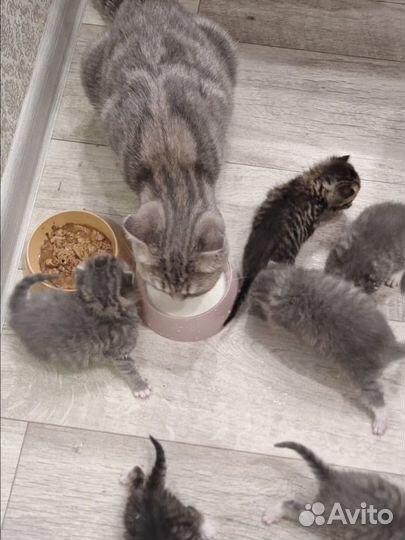 Котята в добрые руки даром бесплатно