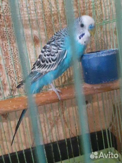 Волнистый попугай