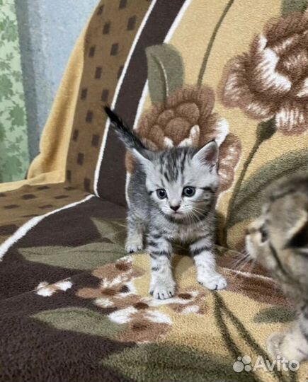Британские котята