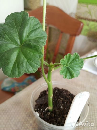 Пеларгония, есть Леона галактика