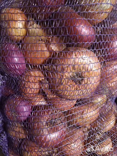 Продам картофель и лук