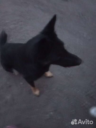 Немецкая овчарка