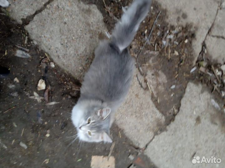 Отдать в добрые руки