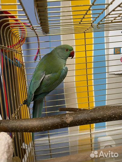 Ожереловый попугай