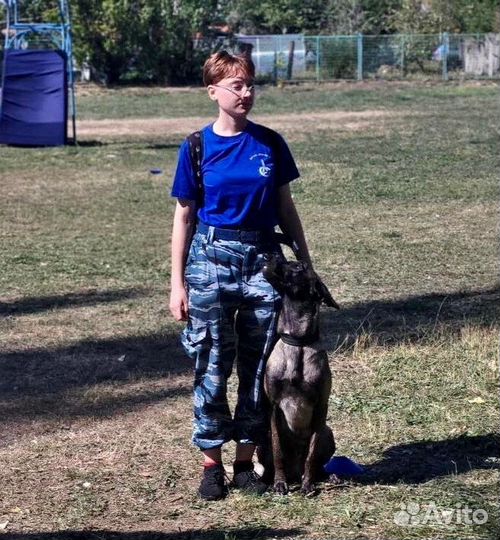 Кинолог. Дрессировка собак