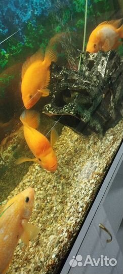 Рыбки классные крупные