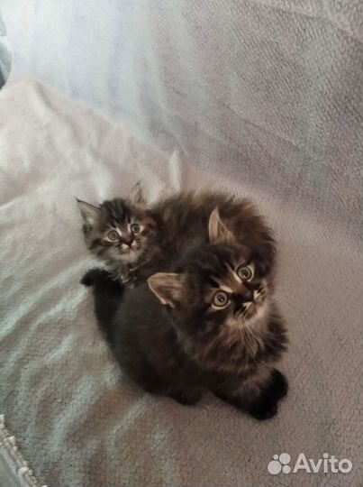 Котята в добрые руки бесплатно