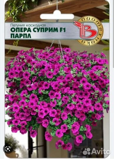 Рассада петунии