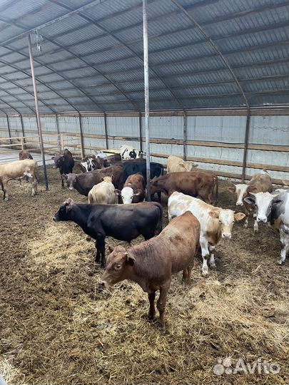 Телята бычки