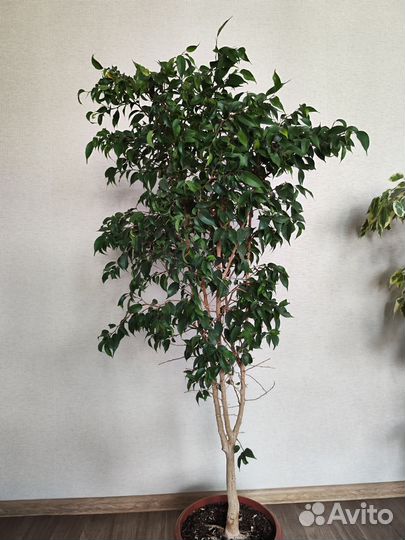 Фикус бенджамина большой