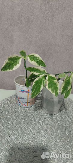 Педилантус