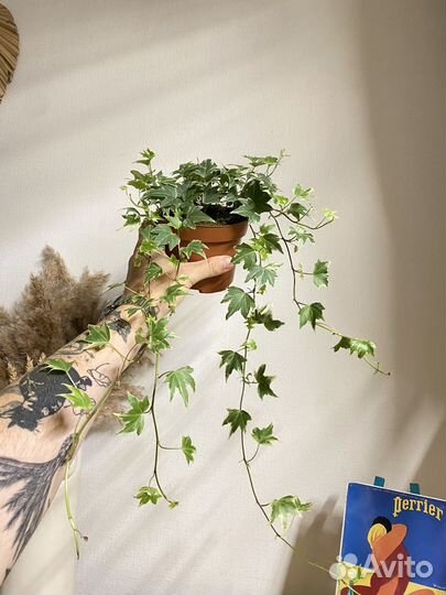 Плющ хедера