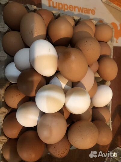 Яйцо пищевое