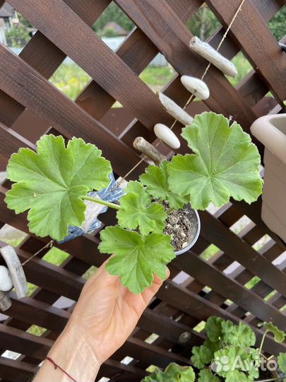 Пеларгония герань Survivor Rosalinda