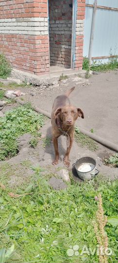 Кабель пойнтер