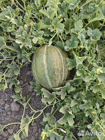 Дыня эфиопка