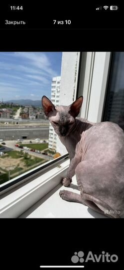 Кошки донской сфинкс