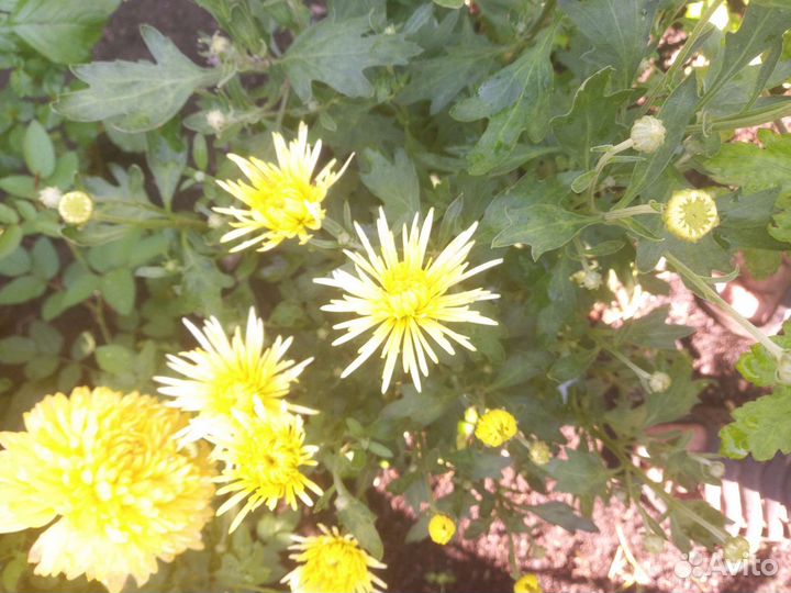 Дельфиниум,платикодон,хризантемы