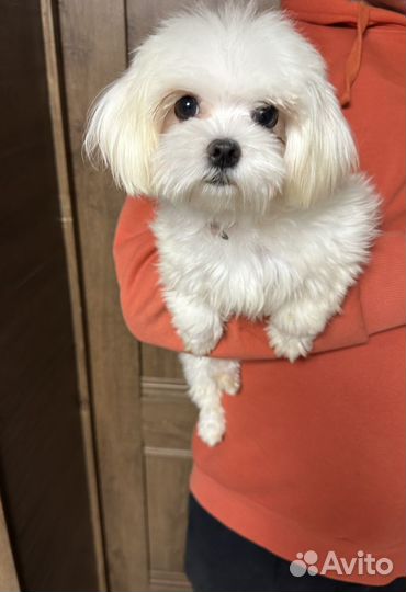 Мальтийская болонка микро