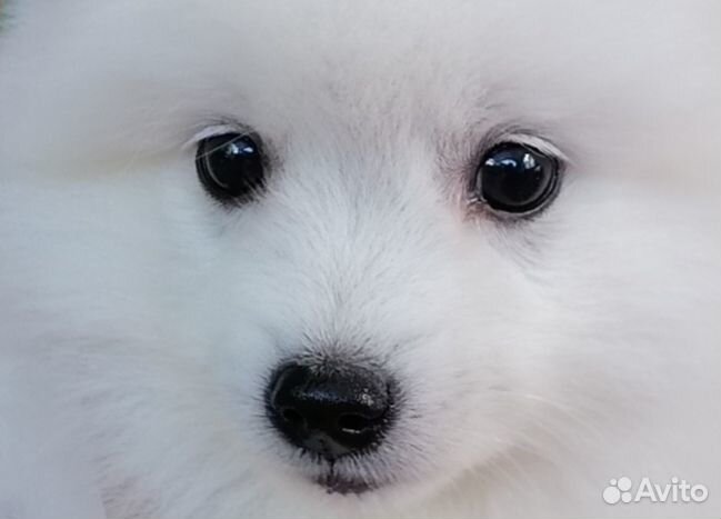 Японские шпицы Белоснежные щенки