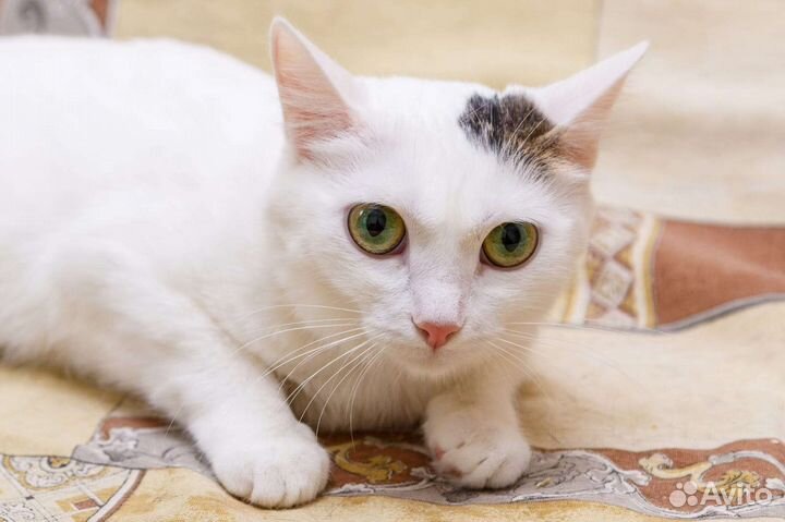 Кошка в добрые руки