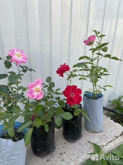 Саженцы розы Севан-Лейк