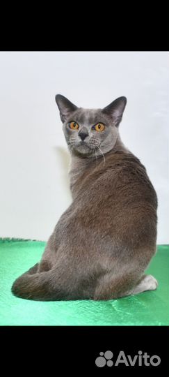 Бурманская