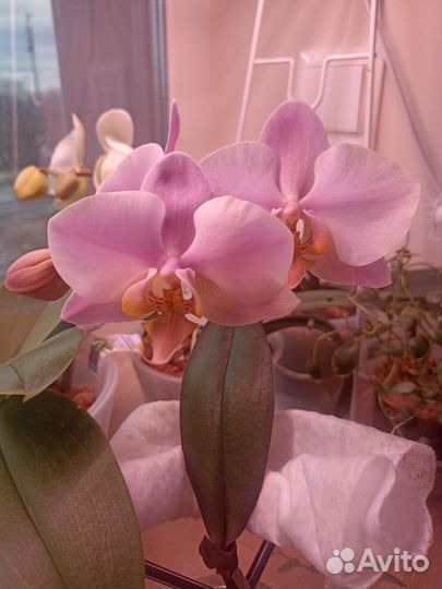 Орхидея фаленопсис