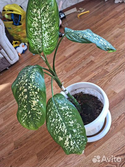 Диффенбахия