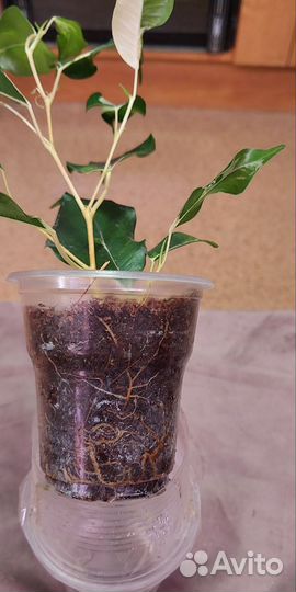 Сортовые фикусы