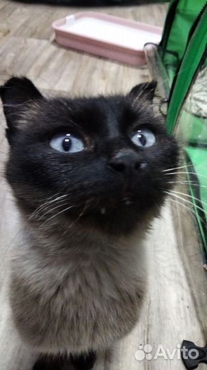 В добрые руки