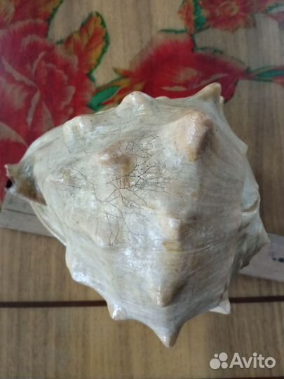 Морские раковины