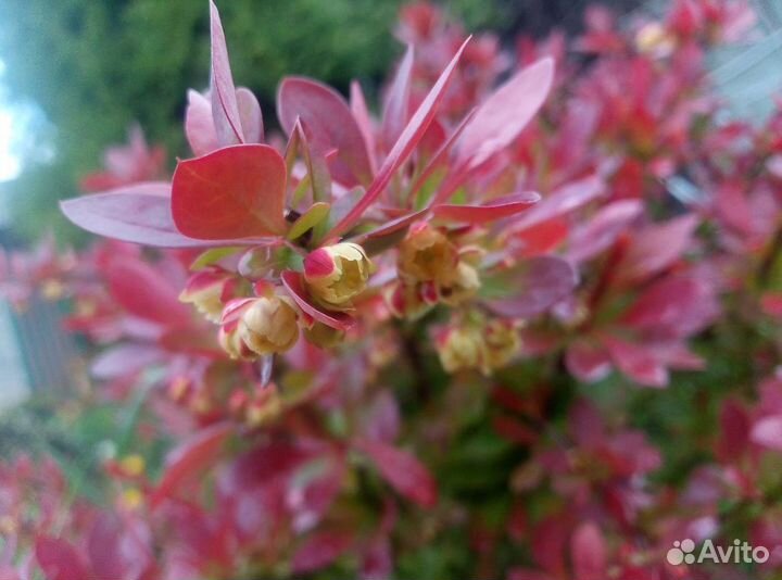 Барбарис тунберга