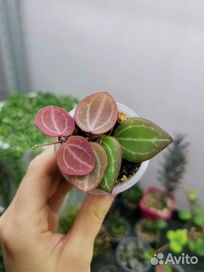 Дисхидия Овата и Дисхидия Иоанта