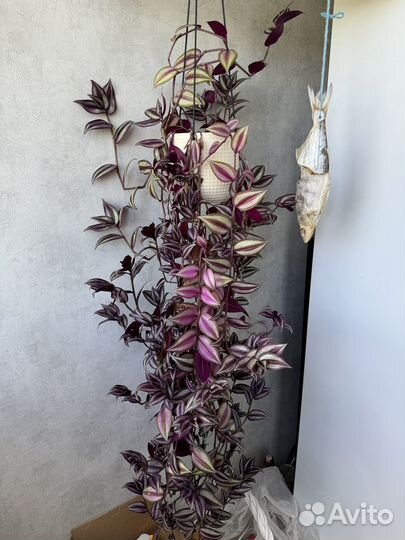 Традесканция