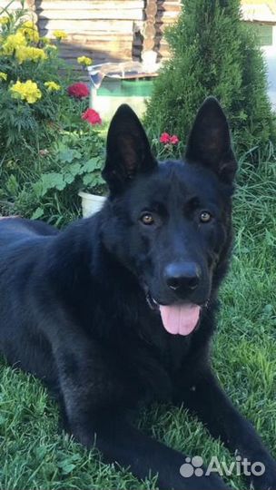 Восточноевропейская овчарка вязка