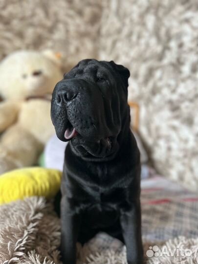 Вязка шарпея(девочка)