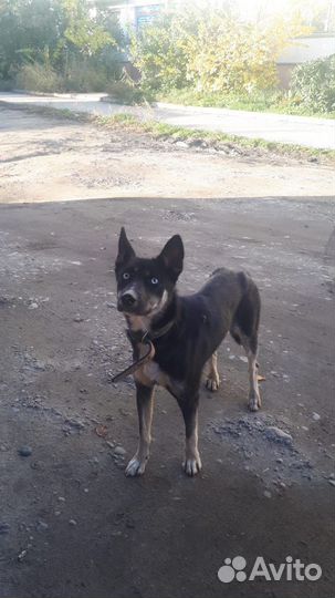 Собака хаски