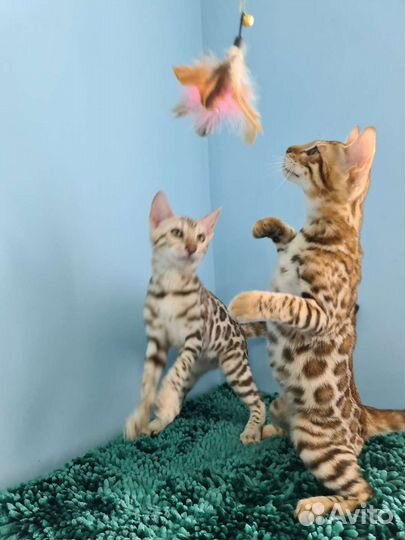 Бенгалятки