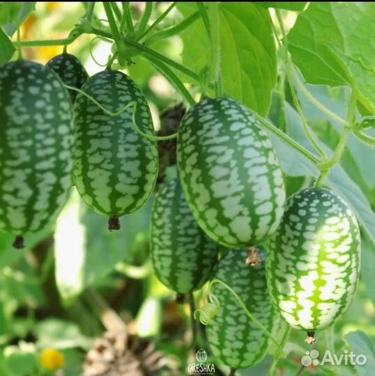 Рассада полосатики