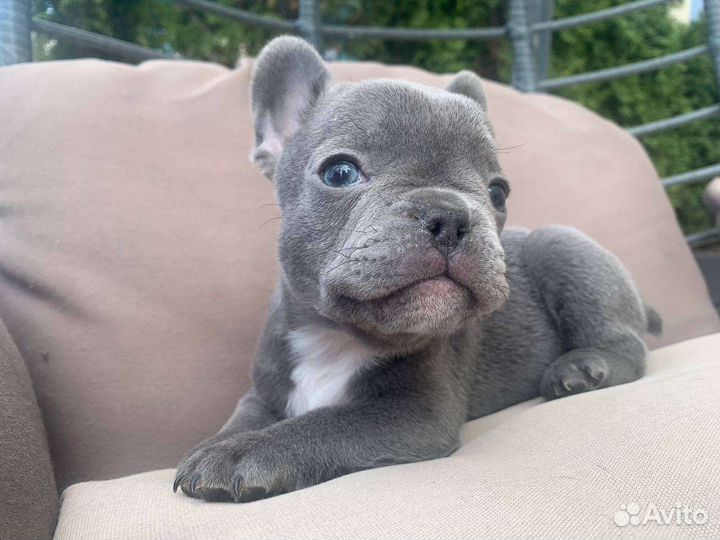 Французский бульдог щенки лиловые, голубые