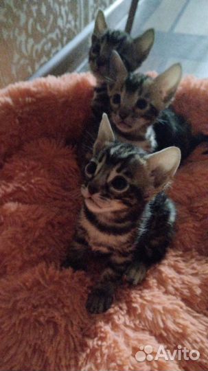 Бенгальские