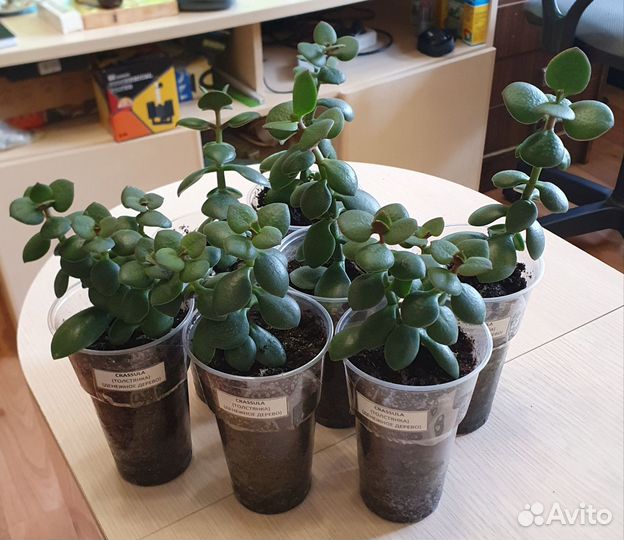 Комнатные растения(толстянка, гербера, лавр, алоэ)